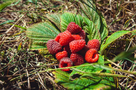 Summer harvest raspberries. bunch of ripe raspberries on a leafsの写真素材