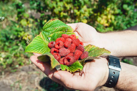 Mans palms full of the fresh-picked forest raspberries Rubus idaeus lying on a raspberry leafの写真素材