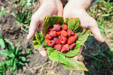Mans palms full of the fresh-picked forest raspberries Rubus idaeus lying on a raspberry leafの写真素材