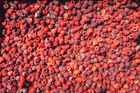 Farm growing raspberries. Harvest ripe raspberries picked in boxes and ready for further processingの写真素材