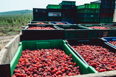 Farm growing raspberries. Harvest ripe raspberries picked in boxes and ready for further processingの写真素材
