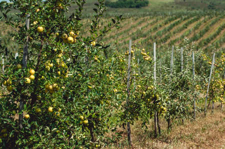 Young cherry orchard. rows of young trees, summer.の写真素材