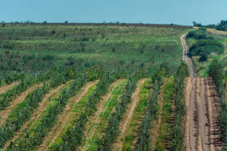 young cherry orchard. rows of young trees , summer.の写真素材