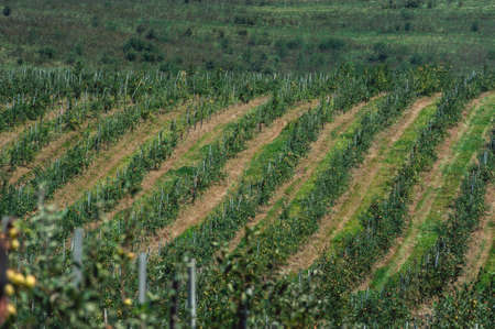 young cherry orchard. rows of young trees , summer.の写真素材