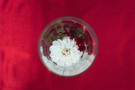 white flower in a round glass form on a red backgroundの写真素材