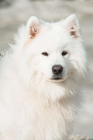 white samoed dog. sand on a backgroundの写真素材