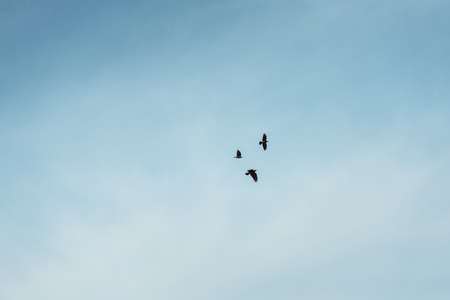 A three black crows flies at the blue sky