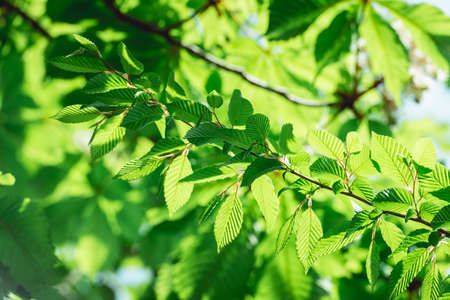 young hazel tree leaves in a sunshine