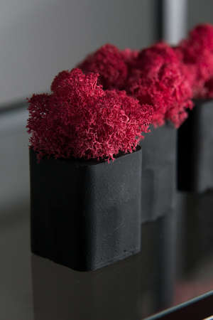 claret moss in a black concrete pot on a shelfの写真素材