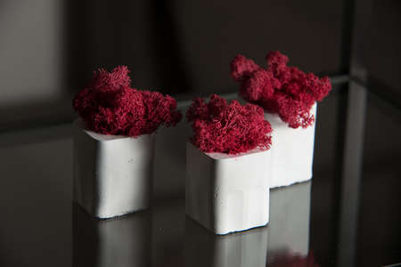 claret moss in a white concrete pot on a shelfの写真素材