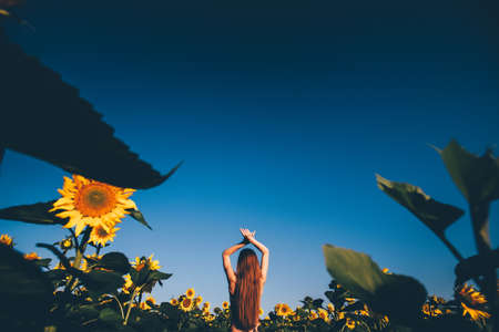 Beautiful young woman in sexy lingerie on the field of sunflowers. morning sunlight. long brown hairの写真素材