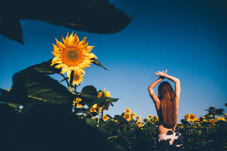 Beautiful young woman in sexy lingerie on the field of sunflowers. morning sunlight. long brown hairの写真素材