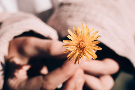 small yellow flowers with little green leaves in hand.の写真素材