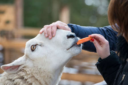 Close up of feeding Border Leicester Ewe in a zoo in winterの写真素材