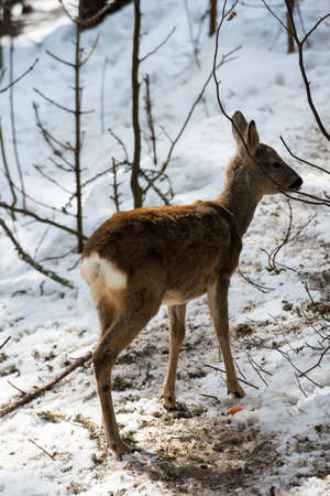 Little fallow deer on the snow. winter time.の写真素材