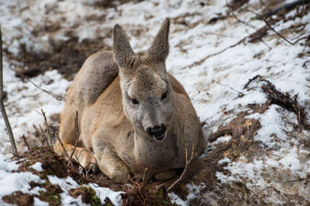 Little fallow deer on the snow. winter time.の写真素材