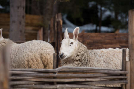 Close up of Border Leicester sheep in a zoo in winterの写真素材