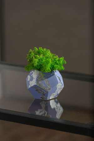 green moss in a violet concrete potの写真素材