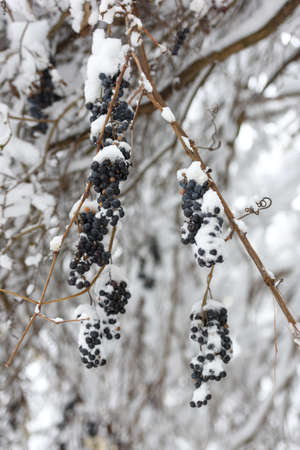 Vine grapes covered snow in garden. cloudy dayの写真素材