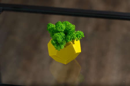 green moss in a yellow concrete pot
