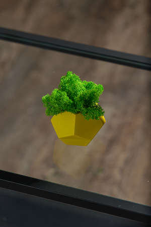 green moss in a yellow concrete potの写真素材
