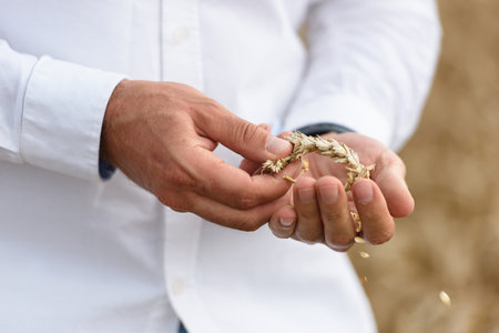 Man holding grains of malt in hands. Field on a backgroundの写真素材