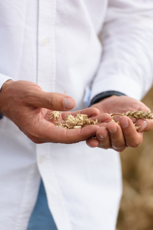Man holding grains of malt in hands. Field on a backgroundの写真素材