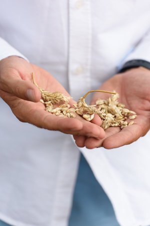 Man holding grains of malt in hands. Field on a backgroundの写真素材