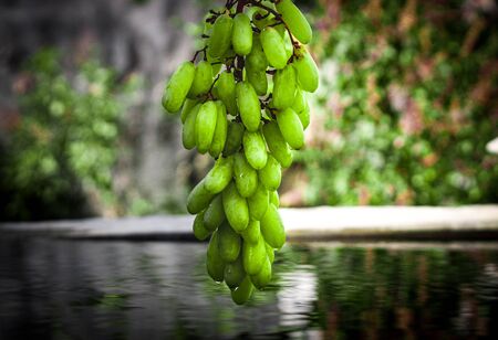 Fresh green grapes placed on a beautiful backgroundの写真素材