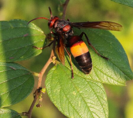 Macro picture of bee testing on a green leafの写真素材