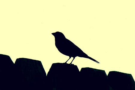 Songbird Silhouetteの写真素材