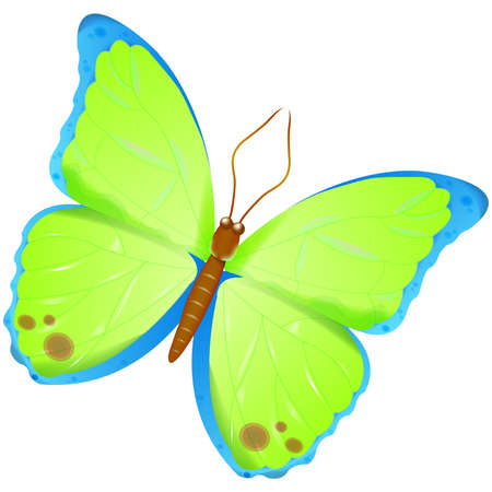 high detailed butterfly vectorのイラスト素材