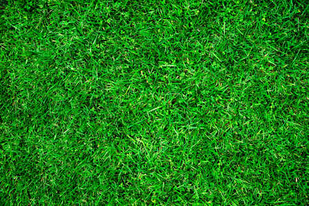 Close-up image of fresh spring green grass