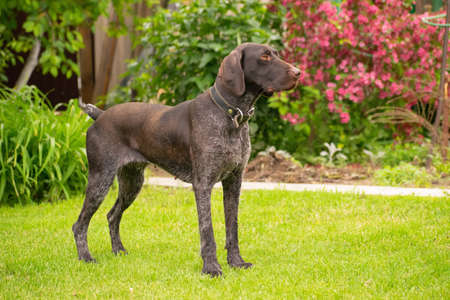 Exterior photography of a Drathhaar dog