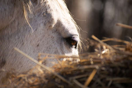 Horse brown eye with white eyelashes close up. In the foreground is the edge of a roll of hay.の写真素材