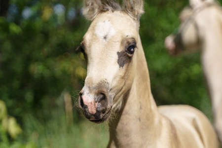 A portrait of a foal first sent to graze. In the background a mare