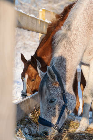 Gray horse and red horse together in winter in the snow walk on the street in levada and eat hayの写真素材
