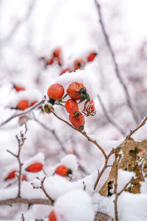 Wild rose in the snow close-up. vertical winter photographyの写真素材