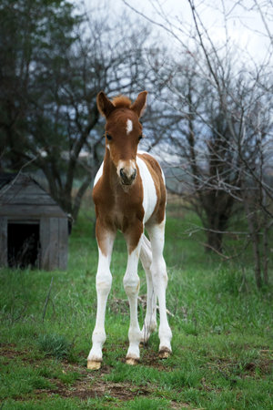 A small piebald pony foal grazes on a grassy forest lawnの写真素材