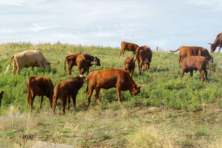 Several cows graze in the steppe under the blue sky