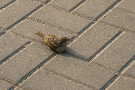 Sparrow on paving slabsの写真素材