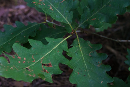 Oak leaves in a dark forest