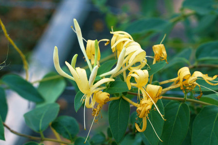 Close-up photo of honeysuckle in bloomの写真素材