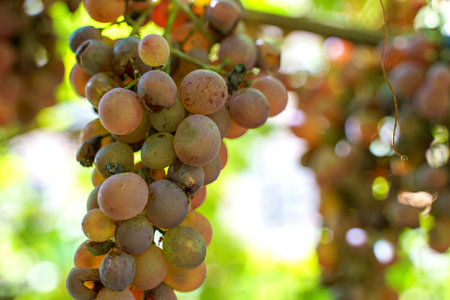 A ripe bunch of grapes hanging from a vineの写真素材