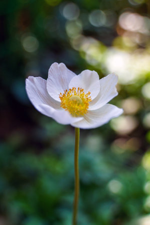 Beautiful white forest anemone flower closeup with blurred backgroundの写真素材