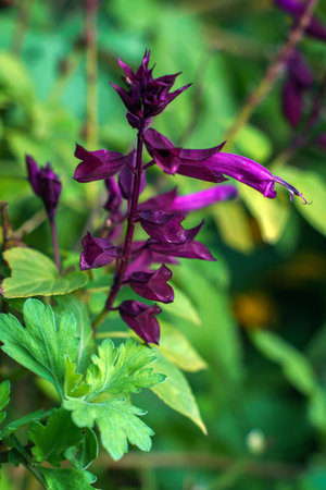 Blooming Purple Salvia Splendens, close-up photo on a blurred green backgroundの写真素材