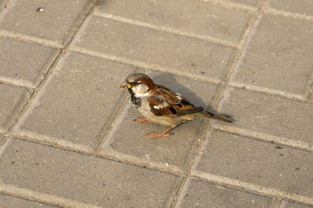 Sparrow on paving slabsの写真素材