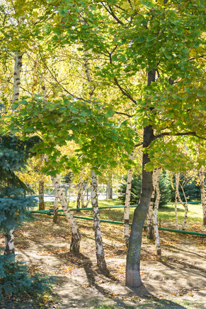 Birches and other trees in the park. Beautiful sun, yellowing autumn leaves and firsの写真素材