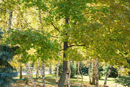 Maple tree against the background of birches and other trees in the park. Beautiful sun, yellowed autumn leaves and firsの写真素材