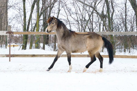 A young horse of the breed Welsh pony of a dun color runs beautifully at a trot in a levada in freedom in the snowの写真素材